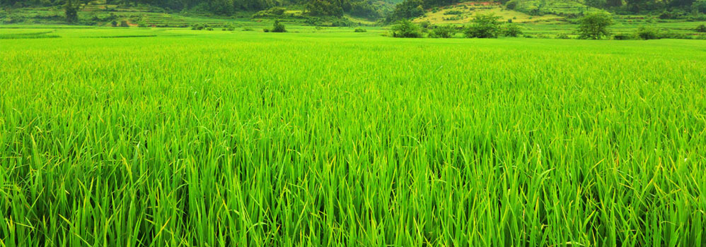 Tamil Nadu Organic Certification Department